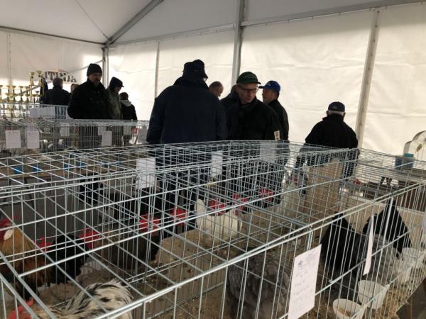foto/Državna izložba izvornih hrvatskih pasmina peradi 4
